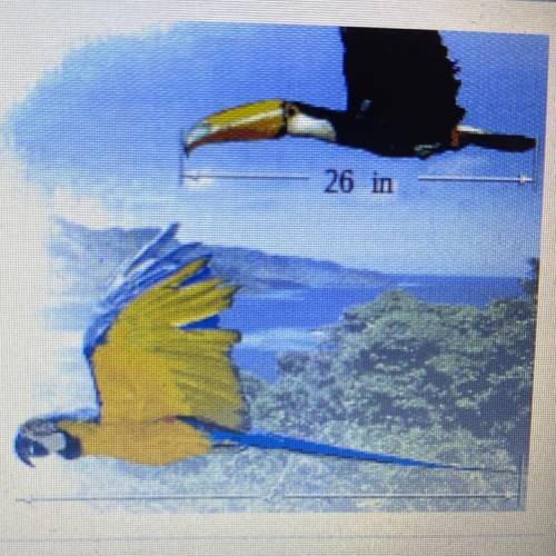 Toucans and blue-and-yellow macaws are both tropical birds. The length of the toucan in the picture