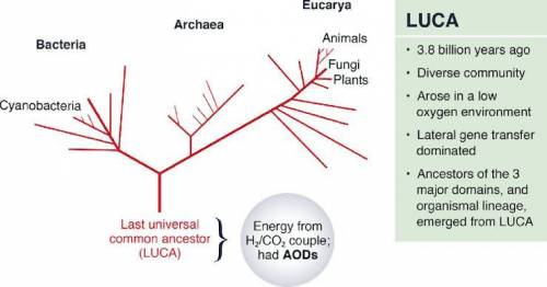 The Last Universal Common Ancestor (LUCA) of all living things is thought to have lived between3.5