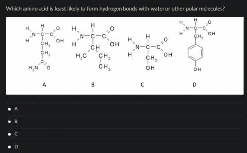 Which amino acid is least likely to form hydrogen bonds?