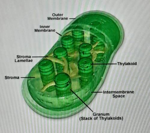 What type of cell would have the organelle pictured in Figure 1? 1 point O A. prokaryotic cell

B.