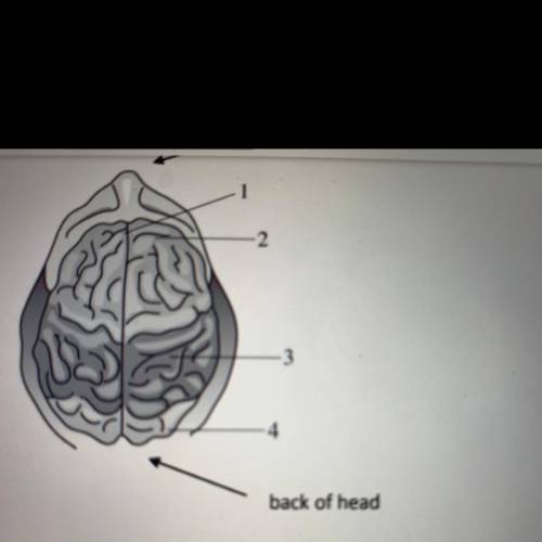 What part of the brain is labeled 4 in the diagram?