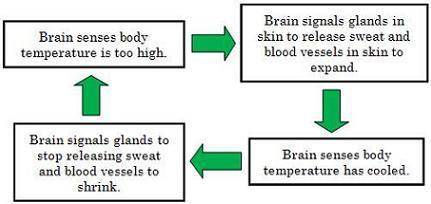 The flowchart below represents a system.

What is the input in this system?
A. 
blood vessel diame
