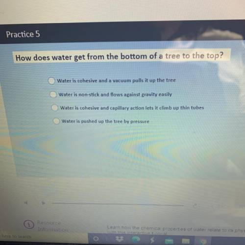 How does water get from the bottom of a tree to the top?