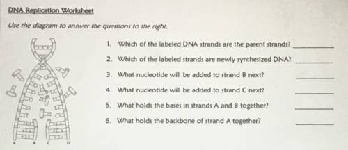 PLEASE HELP ASAP! 
DNA replication worksheet