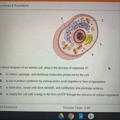 In the above diagram of an animal cell, what is the function of organelle 4