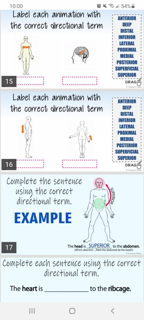 Label each animation with the correct directional term