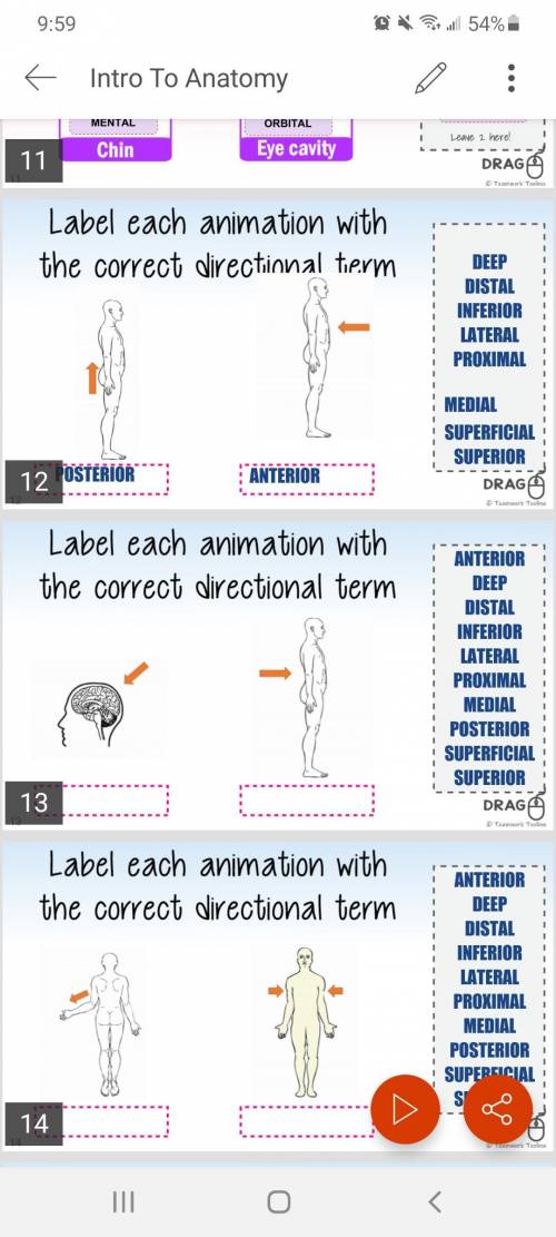 Label each animation with the correct directional term