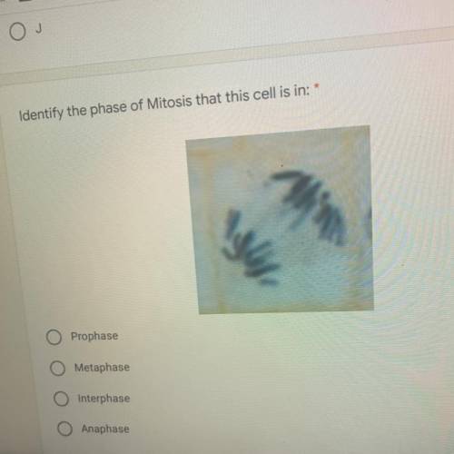 Identify the phase of Mitosis that this cell is in:
Please help I’m begging you I need help