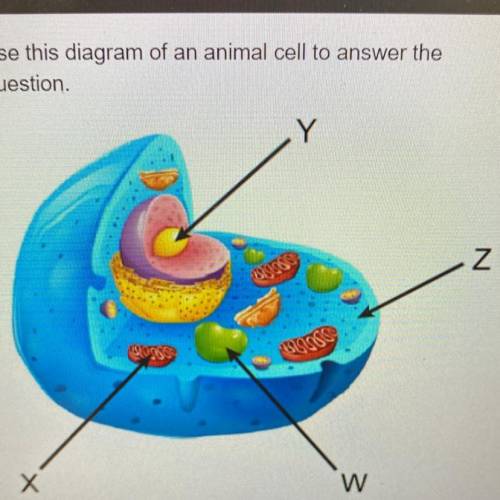 Use this diagram of an animal cell to answer the question

Where does the second stage of cellular