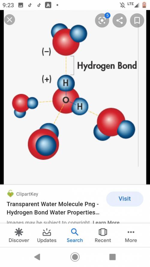 The diagram below shows hydrogen bonds between water molecules.

What describes each hydrogen bond