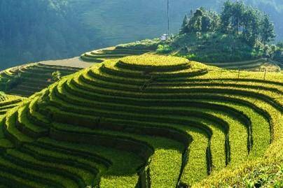 PLSS HELP!! :( How did terraced farming help farmers produce food? Choose two answers..

A)The ste