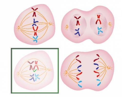 The image below depicts the first two steps of meiosis I.

Which image shows what the cell would l