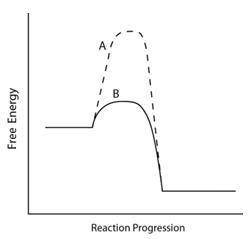Consider the energy diagram below.

Which line indicates a higher reaction rate?
A because it has