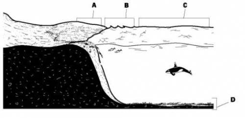 In the figure above, which letter represents the benthic zone?