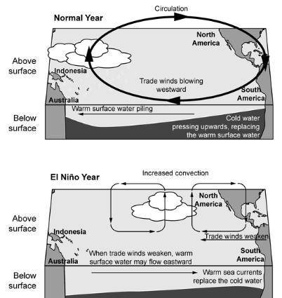 Directions: The diagram below shows how El Niño occurs when Pacific trade winds that are blowing ea