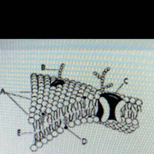 Which two letters in the

diagram above identify
parts of the lipid bilayer?
A and D 
A and E 
B a