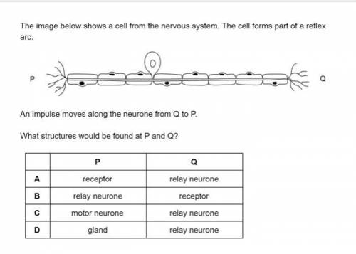 The image below shows a cell from the nervous system. The cell forms part of a reflex

Question 4