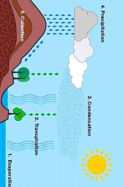 Place each step of the water

cycle in its correct location.
Condensation Runoff
Transpiration
Prec