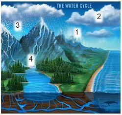 Which point(s) in the water cycle below best illustrate(s) water changing to a gas, and which term(