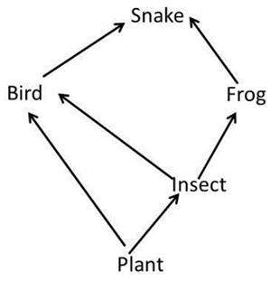 Hi pls help if u can,, will mark brainliest

1. How many food chains make up the food web?
2. Whic