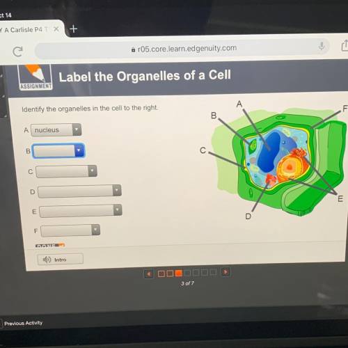 Identify the organelles in the cell to the right