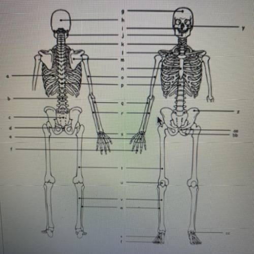 Label the skeletal system

You only have to label the 
Ribs
Coccyx
Frontal
Maxilla
Scapula
Sternum