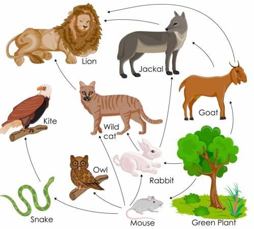 What are the first or primary consumers in the food web below?(pic)

green plant
mouse, owl and ra
