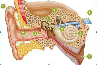 Lebel this please!!

word bank: ear canal, oval window, cochlea, pinna, tympanic membrane, ear oss