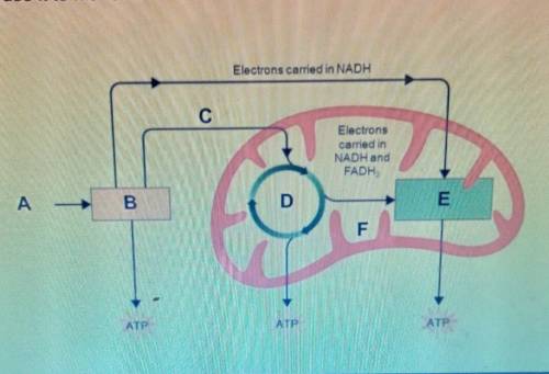 Identify the following letters from the diagram below of cellular respiration.

A.B.C.D.E.F.