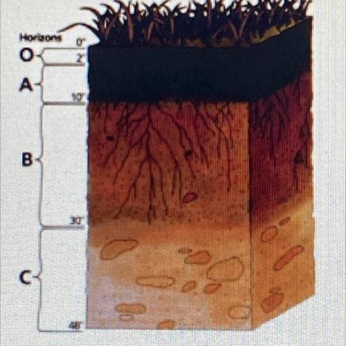 In a soil profile, what is in horizon B?
A.Bedrock
B.Subsoil
C.Clay