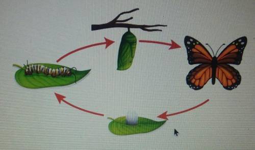 In which stage of its life cycle is a butterfly called a pupa?
