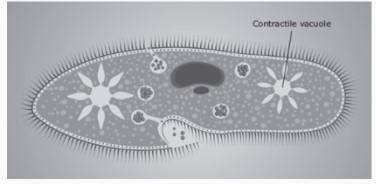 The picture shows a contractile vacuole of a unicellular freshwater organism. The contractile vacuo