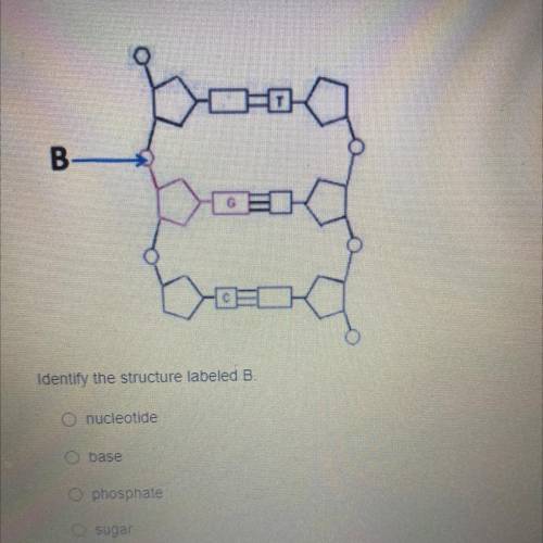 Identify the structure labeled B 
A. Nucleotide 
B. Base 
C. Phosphate 
D. Sugar