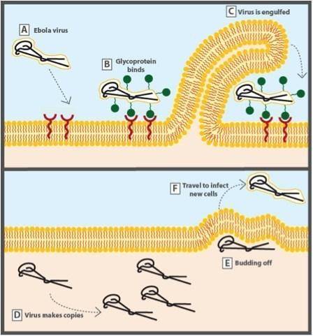 The Ebola virus enters a human through the openings in the body or through the skin itself. Once ins