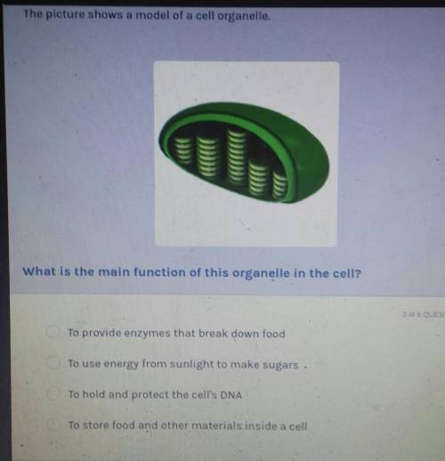 What is the main function of this organelle in the cell?