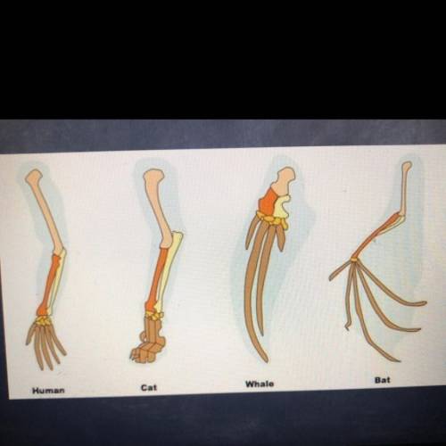 How does evolution explain the similar legs in mammals and explain why the function differently?