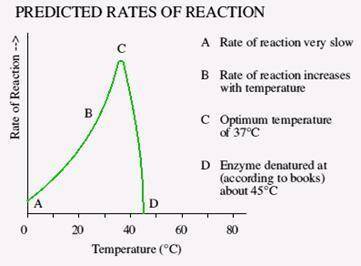 Which of the following choices, A B C or D, best describes the enzyme reaction graph below? Justify