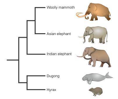 Which two organisms are most closely related?

Indian elephant and hyrax
Asian elephant and Indian