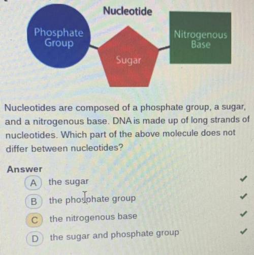 Nucleotide are composed of phosphate group, a sugar , and a nitrogenous base. DNA is made up of lon