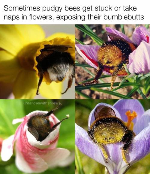 I got banned for trying to help a depressed man with a cute bumblebee picture.

I swear h