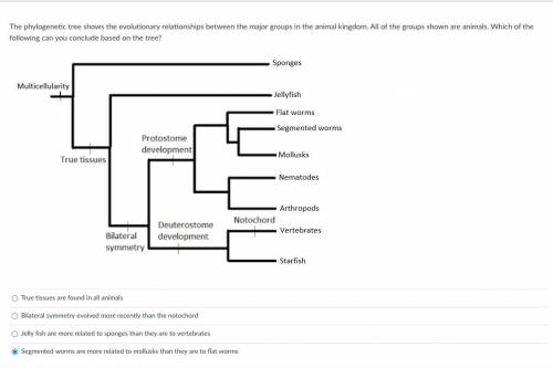 Phylogenetic tree, please help.