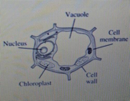 PLEASE HELP! Use the diagram to answer the question below. The cell membrane plays an essential

r
