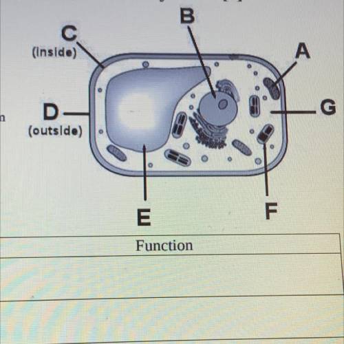 What type of cell is shown in the diagram above? Explain your answer.