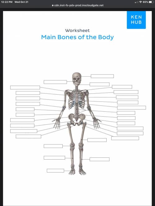 Main bones of the body: