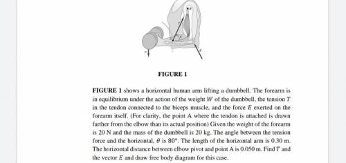 FIGURE 1 shows a horizontal human arm lifting a dumbbell. The forearm is

in equilibrium under the