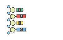 Which nitrogenous bases are needed to complete the DNA strand pictured below? Give your answer in o