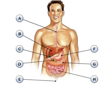 WILL BE GIVING BRAINLIEST

You have just learned about the digestive system. Identify the structur