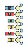 Which mRNA sequence complements the DNA sequence below?

A. Sequence A
B. Sequence B
C. Sequence C