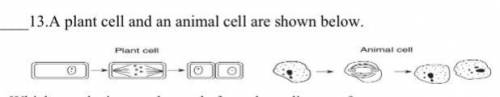 Which conclusion can be made from these diagrams?

(A) Plant and animal cells interact to make new