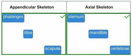 Sort the bones based on whether they belong to the appendicular skeleton or the axial skeleton.

A